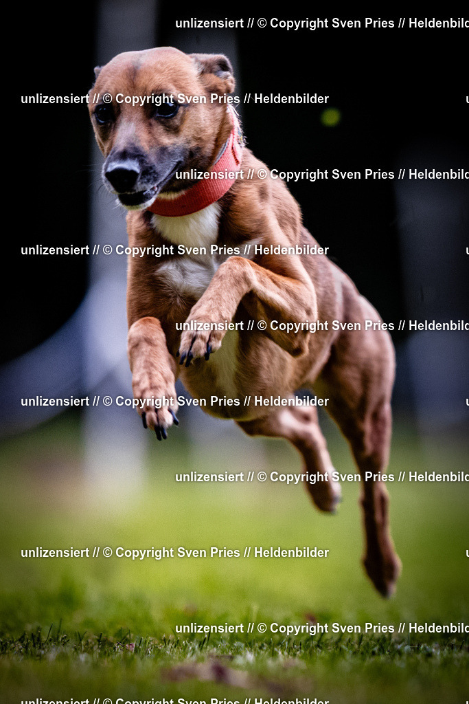 Sven Pries | 2025-10-03 - Hunderennen Obergrombach - Realisiert mit Pictrs.com
