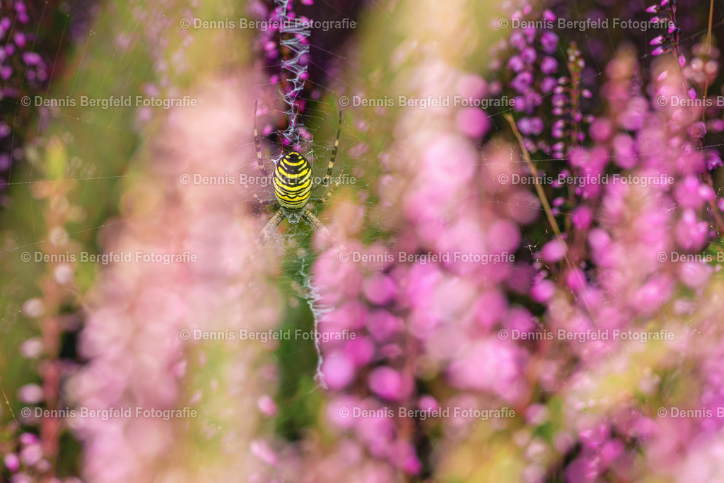 Wespenspinne in der Heide 1 | Entdecken Sie Natur, Makro und Tierfotografie von Dennis Bergfeld.Besondere Momente und Details der Natur, hochwertig als Foto und Wandbild erhältlich. - Realisiert mit Pictrs.com