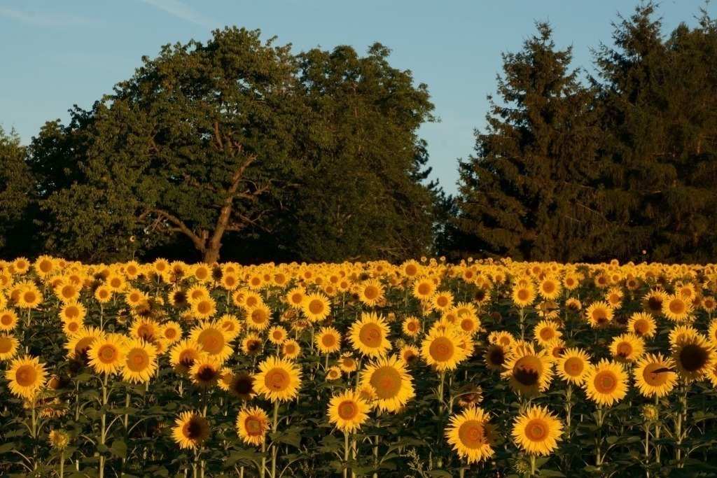 Sonnenblumen Feld im Morgenlicht | Sonnenblumen Feld im Morgenlicht - Realisiert mit Pictrs.com