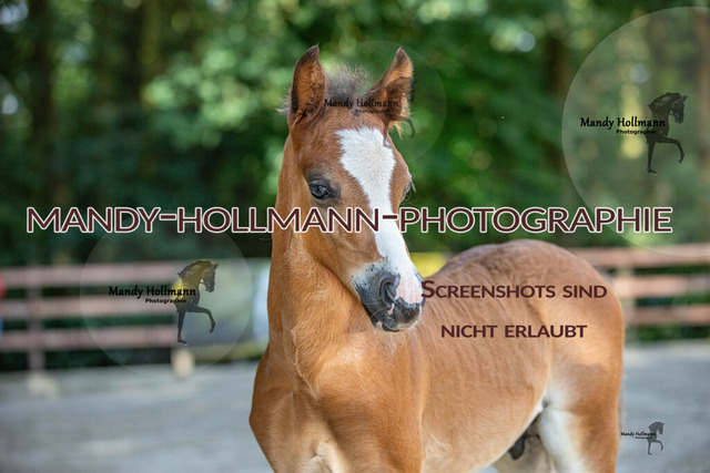 IMG_4143 | mandyhollmannphotographie