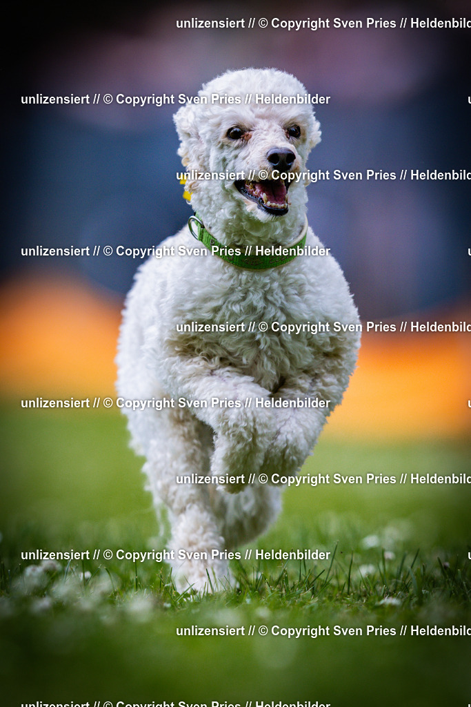 Sven Pries | 2025-05-29 - Pudelrennen KA-Durlach - Realisiert mit Pictrs.com