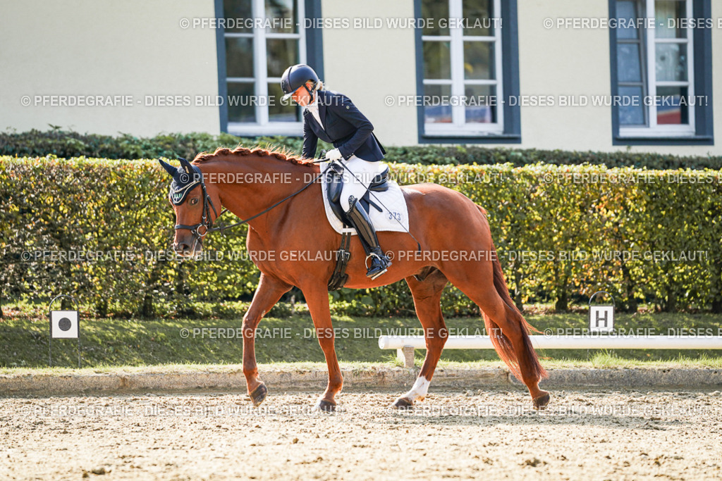 DSC07439 | Pferdegrafie