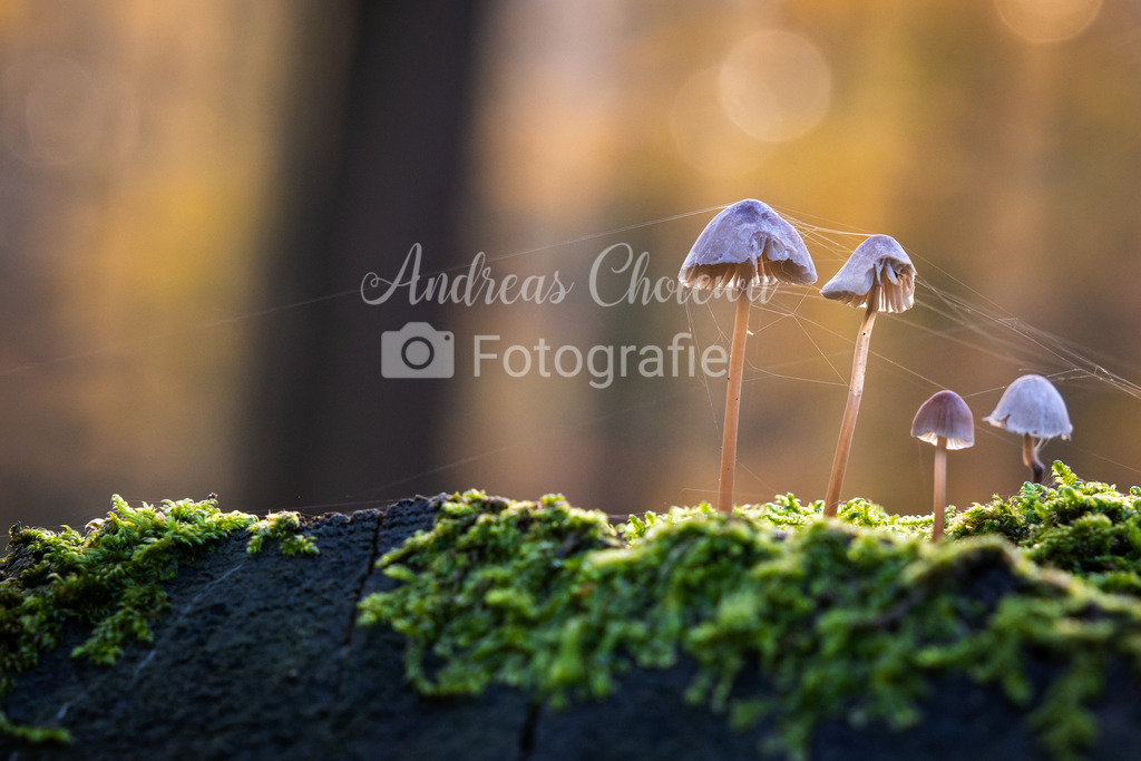 Weißer Schirmling auf grünem Moos | Weißer Schirmling auf grünem Moos - Realisiert mit Pictrs.com