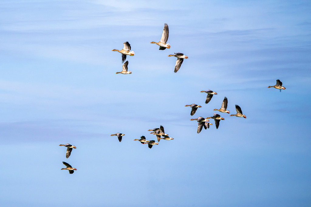 Wildgänse im Flug über der Nordseeinsel Texel | Ein Schwarm Wildgänse zieht vor einem leicht bewölkten, blauen Himmel über die Insel Texel. Die Dynamik des Vogelzugs symbolisiert den Wechsel der Jahreszeiten sowie den Reichtum der aviatischen Fauna in den Küstenregionen der Niederlande. Das naturfotografische Motiv eignet sich hervorragend für redaktionelle Beiträge zu Themen wie Vogelzug, Ornithologie, Artenschutz, Nationalpark Wattenmeer und Naturerlebnis. - Realisiert mit Pictrs.com