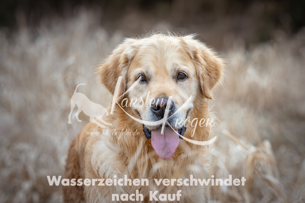 1849_ZZ90269 | kk-dogfotos