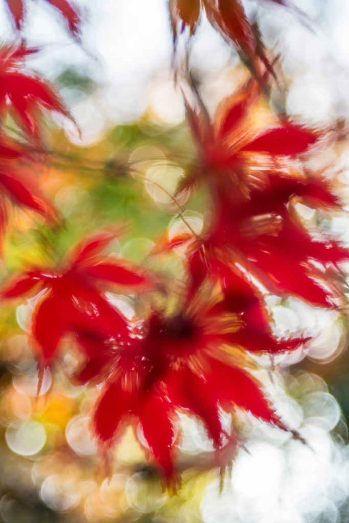 d_2022_10_1570 | Japanischer Fächerahorn - Realisiert mit Pictrs.com