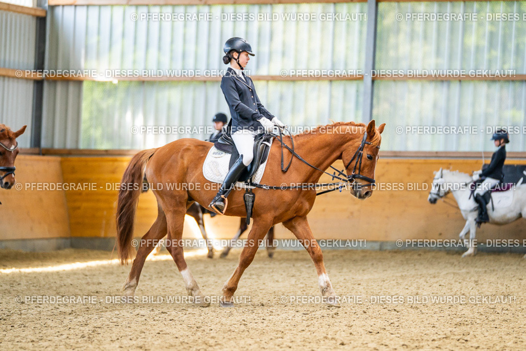 DSC03203 | Pferdegrafie