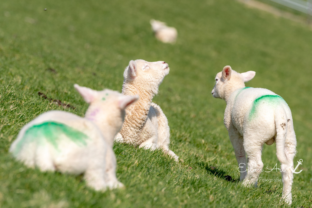20250424-EAF_8195 | Eilun-Art-Fotografie Levke Martens, ihre Fotografin für Immobilien- und Landschaftsfotografie auf Föhr, Föhrer Motive als Poster, Leinwand, hinter Acrylglas oder stelle dir deinen eigenen Monatskalender zusammen, mit nur einem Klick