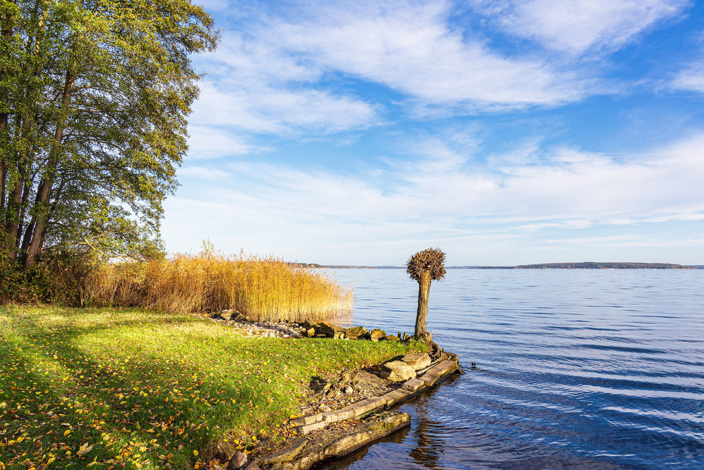 Bäume am Plauer See in der Stadt Plau am See | Bäume am Plauer See in der Stadt Plau am See.