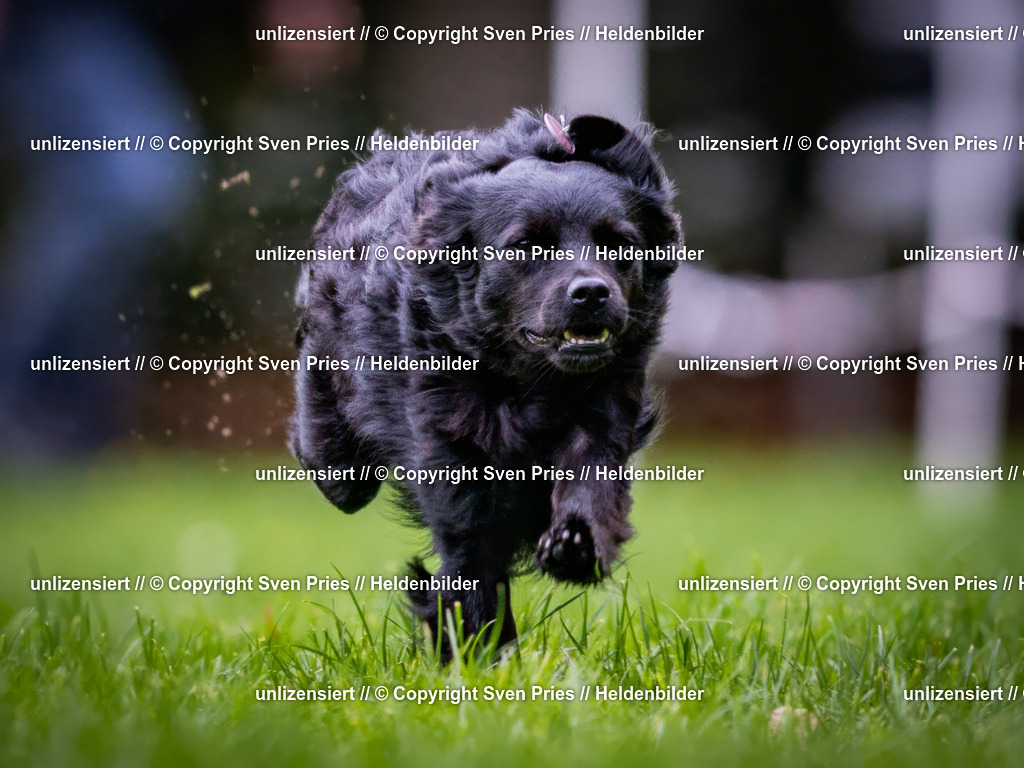 Sven Pries | 2024-10-19 - Hunderennen Ober-Grombach - Realisiert mit Pictrs.com