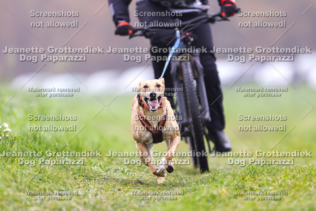 Dog Paparazzi - Visbeck 25 -216 | Dog Paparazzi Jeanette Grottendiek Fotografie & Videografie - Realisiert mit Pictrs.com