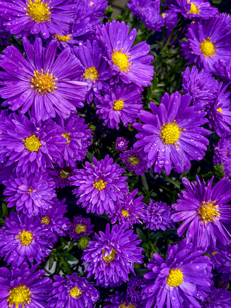 Wandbild Violette Herbstastern – Botanischer Fine Art Kunstdruck | Bringe kraftvolle Farben und die beruhigende Eleganz der Natur in deine Räume! Diese ausdrucksstarke Makroaufnahme fängt ein Meer aus intensiv violetten Herbstastern in beeindruckender Detailschärfe ein. Das leuchtende Lila der Blütenblätter kontrastiert wunderschön mit den warmen, gelben Blütenmitten. Ein zeitloses florales Kunstwerk, das Ruhe und moderne Ästhetik ausstrahlt. Perfekt geeignet als hochwertiges Poster für das Schlafzimmer, als farbintensive Leinwand oder im Großformat hinter Acrylglas für ein modernes Wohnzimmer. Jetzt direkt im Fotografie-Shop von trendpulsecreator sichern! - Realisiert mit Pictrs.com