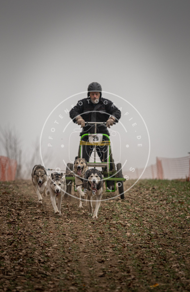 Pfotenfotografie_DV3A4412 | Hundefotografie, Tierfotograf, Pfotenfotografie, Fotoshooting Hund, Hunde Portrait, Hundesport, Hundeportraits, Heideshooting, Hunde, Sportfotograf, Hundefotograf, Turnierhundsport, THS,  - Realisiert mit Pictrs.com