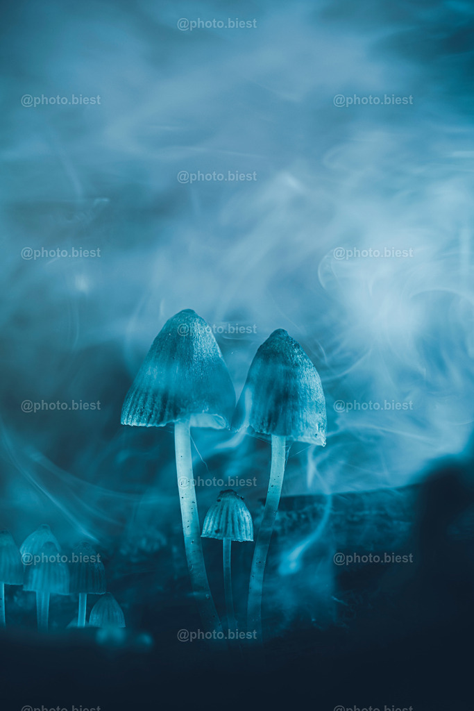 Blue Smoke | Dank einer Mini-Nebelmaschine und LED-Lights erlangte diese kleine Pilzfamilie einen mystischen Touch. - Realisiert mit Pictrs.com