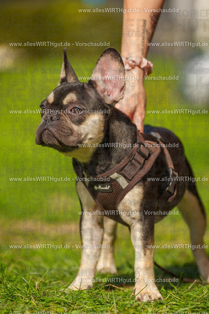 Hundeschwimmen_Grefrath_2026-allesWIRTHgut_Tierfotografie-13_59-7R508728 | Professionelle Tierfotografie in Mönchengladbach von Daniel Wirth (allesWIRTHgut). Liebevolle & natürliche Bilder von Hunden & Katzen für unvergessliche Erinnerungen.
