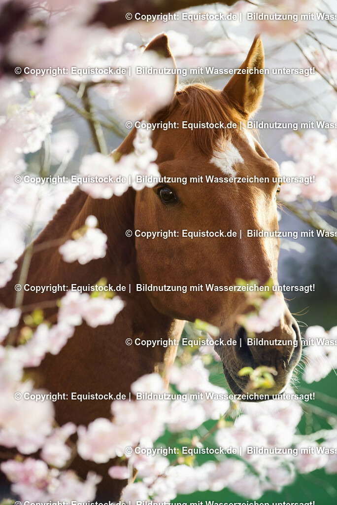 20150415_TOMsPiC_0098 | equistock