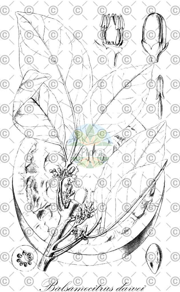 HistAbb_wfo-0000005881_1_ENZY_Simple | Historische Abbildung von Balsamocitrus dawei - Rutaceae | Historical Illustration of Balsamocitrus dawei - Rutaceae