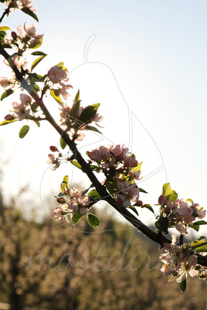 Apfelblütenzweig im Sonnenlicht | Bei Veröffentlichung des Bildes ist eine Namensnennung wie folgt erforderlich: 
Foto: Mostdirn Irmgard Wieser - Realisiert mit Pictrs.com
