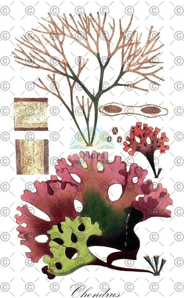 HistAbb_3NZZ_2_ENZY_Simple | Historische Abbildung von Chondrus - Gigartinaceae (0) | Historical Illustration of Chondrus - Gigartinaceae (0)