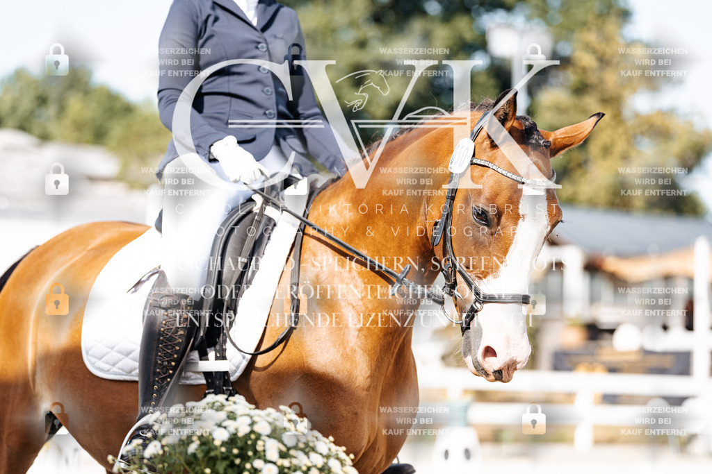 CK905398 | Turnierfotografie Pferdefotografie Trier Rheinland-Pfalz Pferdesport Reitsport Tierfotografie Sportfotografie Pferdevideo Pferdevideografie Equestrianvideography equestrianphotography  - Realisiert mit Pictrs.com