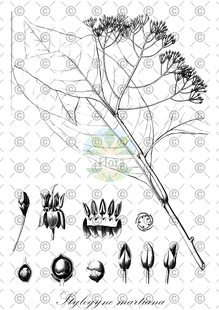 HistAbb_7PSG_2_ENZY_Simple | Historische Abbildung von Stylogyne martiana - Primulaceae | Historical Illustration of Stylogyne martiana - Primulaceae