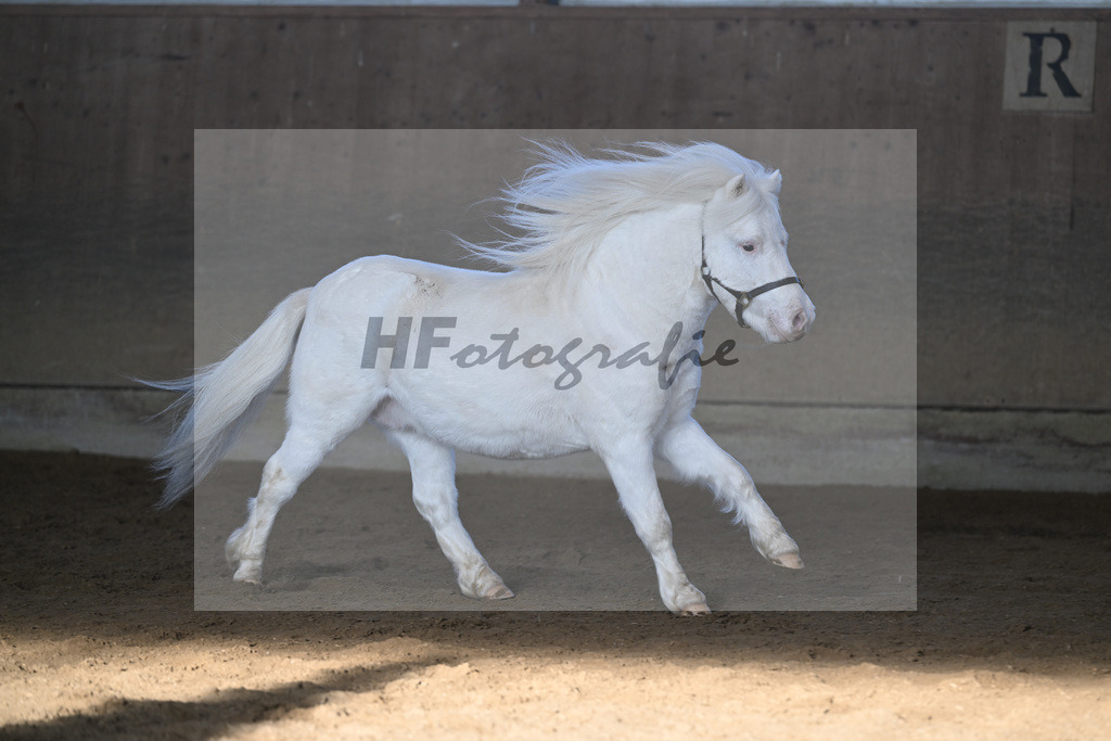 Kat-Nr. 15 Bayerns Flip v. Halstock Firefox_ZG Stumhofer Ostermeier_49250685 | hf-fotografie - Realisiert mit Pictrs.com