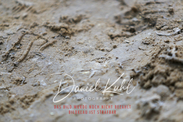 IMG_2573 | Turniersportfotografie; Pferdefotografie; Dressurfotografie