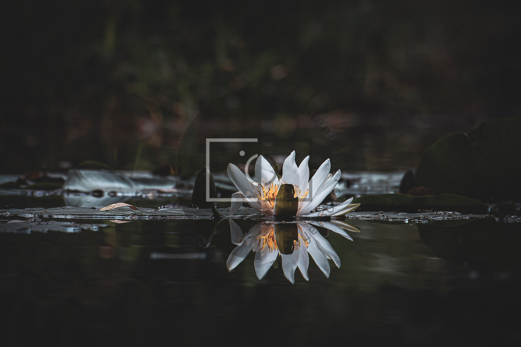 Wandbild Wasserlilie | Ich bin Fotograf und auf meiner Webseite hast du die Möglichkeit meine fotografie als Wandbilder druckfertig für dein Zuhause zu bestellten. - Realisiert mit Pictrs.com