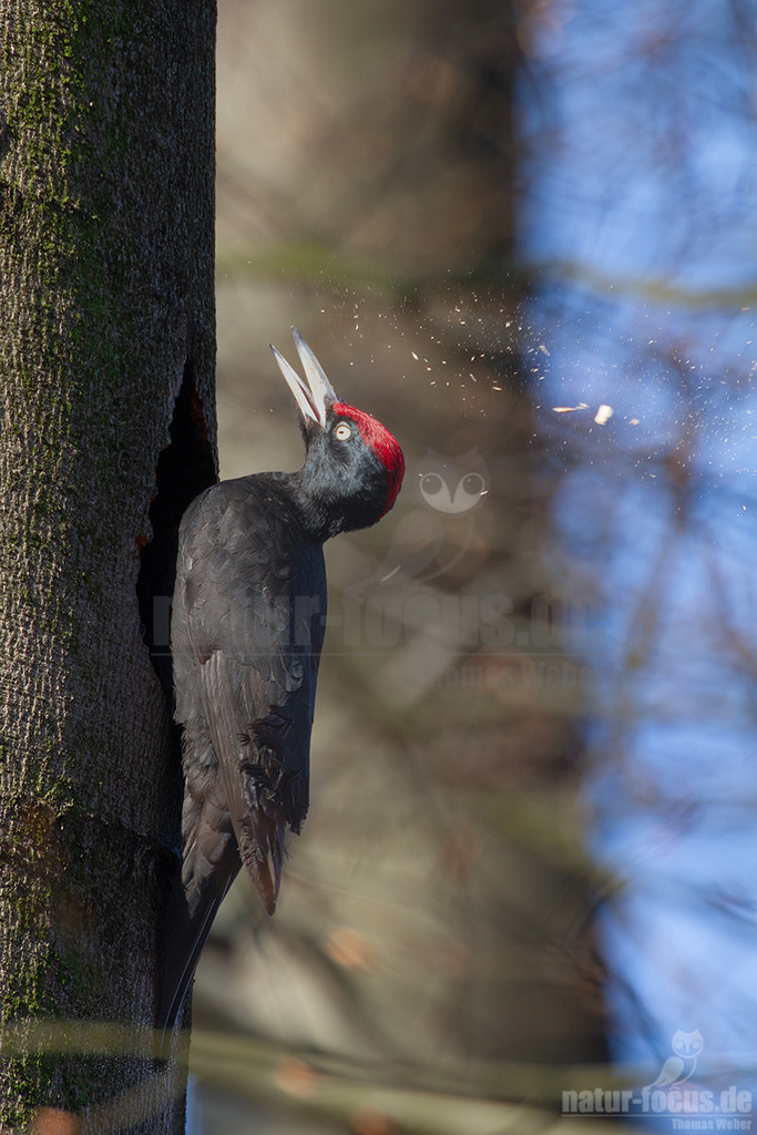 7DNF15347_20110328 | Der Schwarzspecht ist ein Vertreter der Gattung Dryocopus innerhalb der Unterfamilie der Echten Spechte. Der in Mitteleuropa durch seine überwiegende Schwarzfärbung und die rote Scheitelfärbung unverwechselbare Vogel ist etwa krähengroß und mit Abstand der größte europäische Specht. - Realisiert mit Pictrs.com