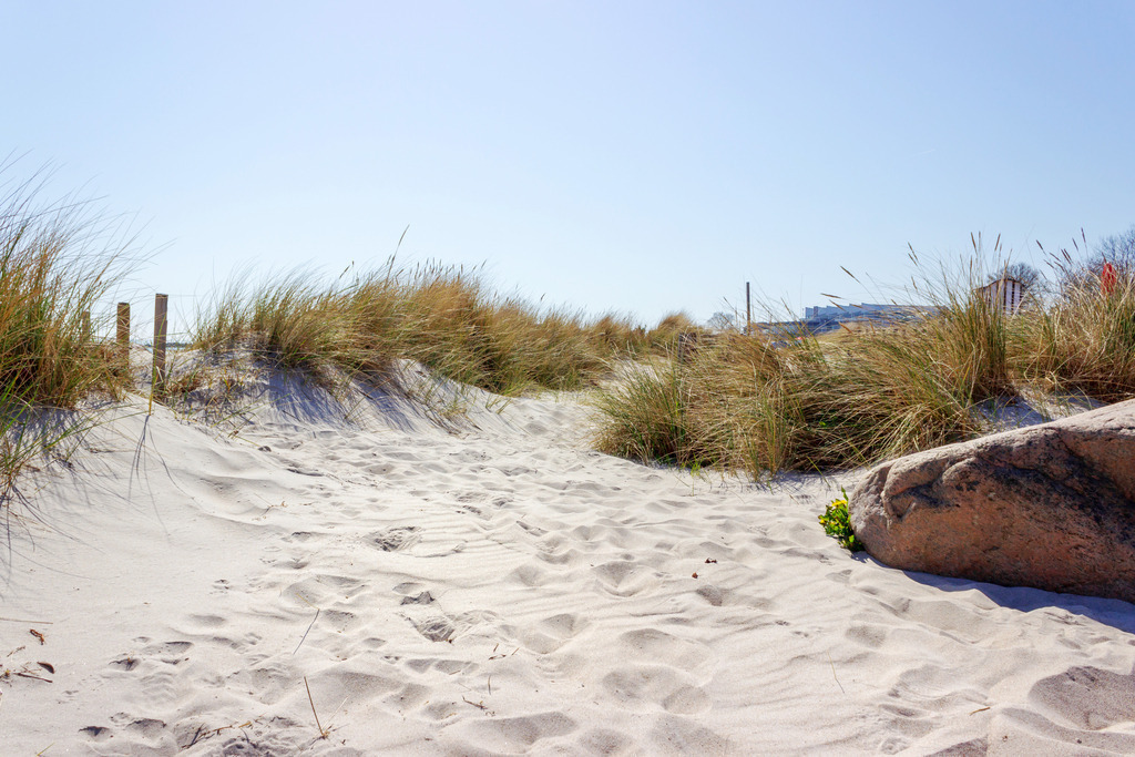 Wandbild: Strandhafer und Löwenzahn am Strand in Damp | Dieses Wandbild im Querformat zeigt einen Sandstrand an der Ostsee in Damp. Im Vordergrund ist schöne lockere, weiße Sandstrand zu sehen. Dahinter befindet sich der Strandhafer. Am Stein auf der rechten Seite blühen einige gelbe Löwenzahn Blüten. Holen Sie sich dieses frühlingshafte Wandbild nach Hause, in Ihre Ferienwohnung, ins Büro, den Arbeitsplatz oder die Praxis. Es ist als Leinwand, als Acrylglas/Glasbild und Aluminium-Platte in vielen Abmessungen erhältlich.  - Realisiert mit Pictrs.com
