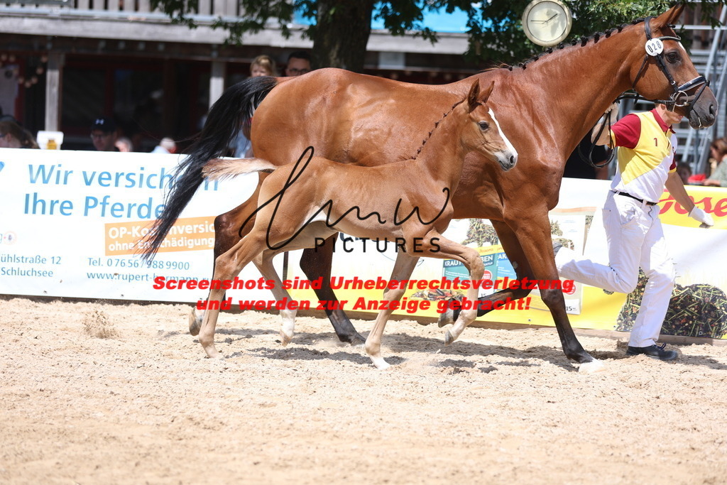 Fohlenschau_Schwäbisch_Hall_springbetonte_Fohlen_KN 28_5 | lmwpictures - Realisiert mit Pictrs.com