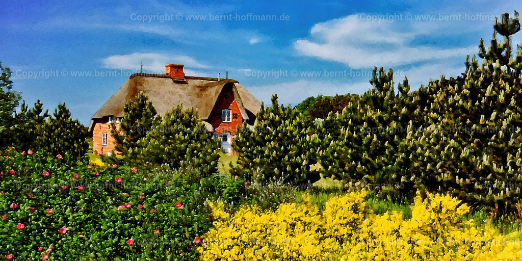 PDM2_Amrum-Ginster_120x60 | DIGITALKUNST. Ginsterblüte und Friesenhaus. __ Blühender Ginster im Inselort Nebel auf Amrum. - Realisiert mit Pictrs.com