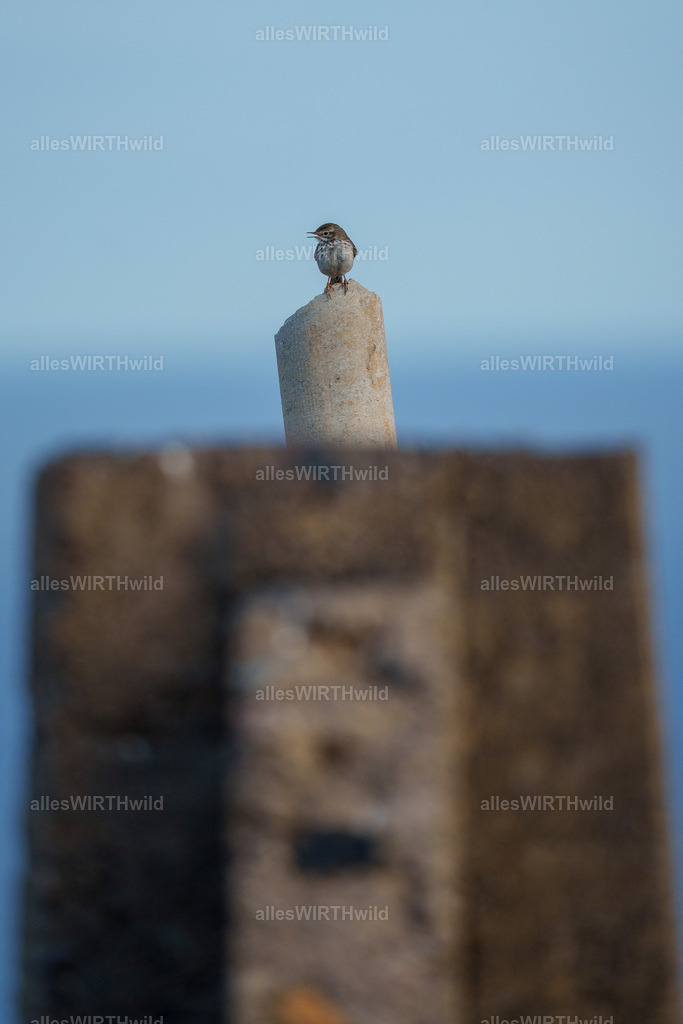 allesWIRTHgut Tierfotografie - allesWIRTHgut.de - 7IV05526 | Entdecke die faszinierende Welt der Natur- und Wildlife-Fotografie von Daniel und Bärbel. Inspirierende Bilder von wilden Tieren und kleinen Naturwundern.