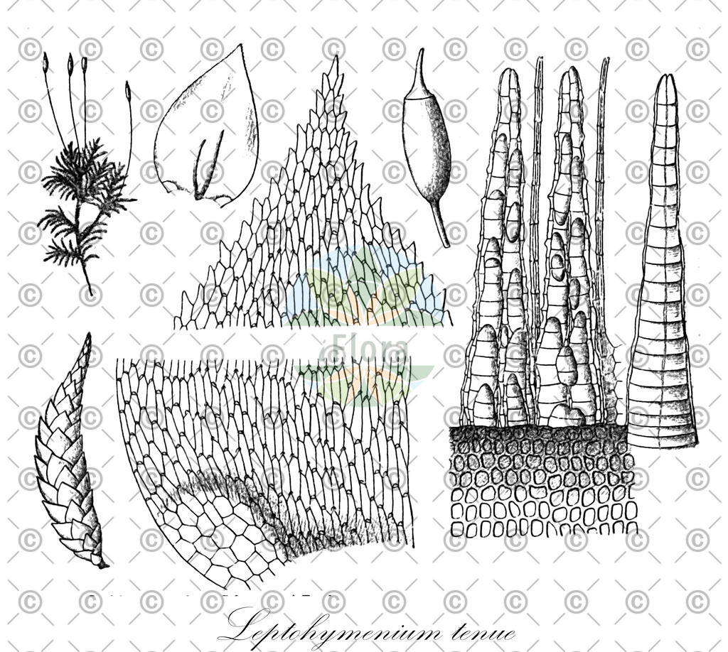HistAbb_wfo-0001035102_2_ENZY_Simple | Historische Abbildung von Leptohymenium tenue - Hylocomiaceae | Historical Illustration of Leptohymenium tenue - Hylocomiaceae