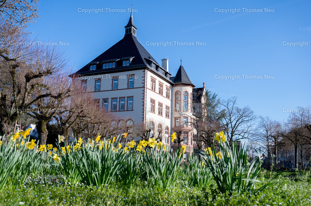 DSC_2243 | Bensheim, das Rathaus mit Frühlingsblumen im Vordergrund, Wikipedia:Der Gebäudekomplex des ehemaligen Bischöflichen Konvikts befindet sich nördlich vom Stadtzentrum an der Kreuzung Kirchbergstraße und Wilhelmstraße. Der Massivbau wurde 1899/1900 errichtet. Die Pläne dazu kamen von dem Mainzer Dombaumeister Ludwig Becker. Zuvor befand sich das Konvikt in der Darmstädter Straße 56.[3]

Erst zehn Jahre nach der Fertigstellung wurde das Gebäude verputzt und die Innenräume ausgeschmückt. Die Ursache für die späte Fertigstellung waren die hohen Baukosten. Auf Druck des Nationalsozialisten wurde das Konvikt 1939 geschlossen und zum Lazarett umfunktioniert. Nach Ende des Zweiten Weltkriegs wurde es bis 1949 als Unterkunft für Displaced Persons genutzt. Anschließend wurde das Schülerheim St. Bonifatius im ehemaligen Bischöflichen Konvikt untergebracht. Es wurde 1981 aus Kostengründen vom Ordinariat geschlossen. Die Stadt Bensheim erwarb den Gebäudekomplex und führte umfangreiche Umbauten im Inneren durch, damit der größte Teil der Verwaltung der Stadt aus dem Rodensteiner Hof in das neue Rathaus ziehen konnte. Die ehemalige Kapelle wird jetzt als Sitzungssaal genutzt.[3],, Bild: Thomas Neu
