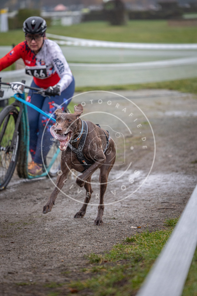 CaniXpix_0L8A0788 | Hundefotografie, Tierfotograf, Pfotenfotografie, Fotoshooting Hund, Hunde Portrait, Hundesport, Hundeportraits, Heideshooting, Hunde, Sportfotograf, Hundefotograf, Turnierhundsport, THS,  - Realisiert mit Pictrs.com