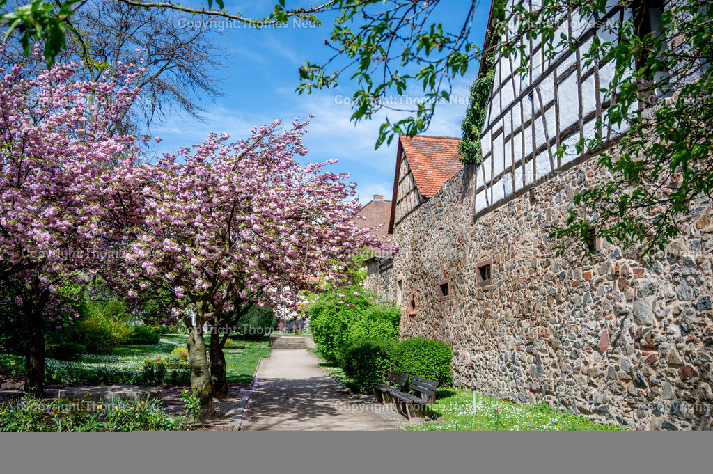 zwingenberg-stadtpark-bergstrasse-fruehling-altstadt-kirschbluete-hessen-Fotografie-Thomas-Neu-24 | Zwingenberg an der hessichen Bergstraße ist die älteste Stadt an der Bergstraße, mit einer wunderschönen Altstadt mit zahlreichen Fachwerkhäusern liegt unterhalb des Melibokus,hier im Frühling wenn im Stadtpark zahlreiche Bäume und Sträücher blühen und einen besondern Zauber ausüben,  Das Motiv vermittelt die ruhige, idyllische Atmosphäre der Region und ist ideal als Wandbild für Wohnräume, Büros oder Praxen geeignet. Bild: Thomas Neu