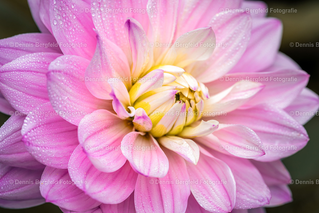 Flower 7 | Entdecken Sie Natur, Makro und Tierfotografie von Dennis Bergfeld.Besondere Momente und Details der Natur, hochwertig als Foto und Wandbild erhältlich. - Realisiert mit Pictrs.com