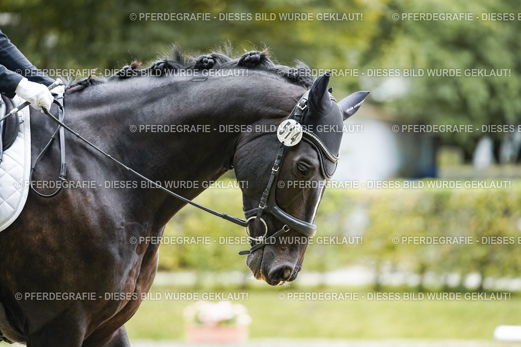 DSC07748 | Pferdegrafie