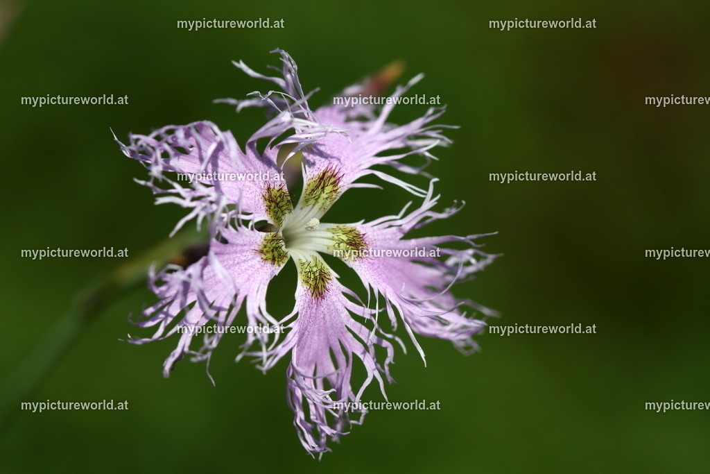 Prachtnelke-002 | Das Bilderarchiv über Tiere, Planzen und Landschaften. In der Bilddatenbank finden Sie ein große Auswahl an hochwertigen Bilder für Ihre Werbung - Realized with Pictrs.com
