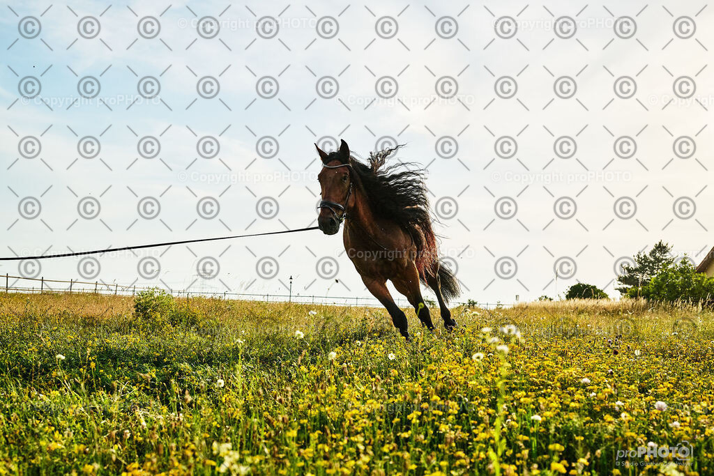 387_202406_Niki-Herodes_NZ9_0404 | proPHOTO - Realisiert mit Pictrs.com