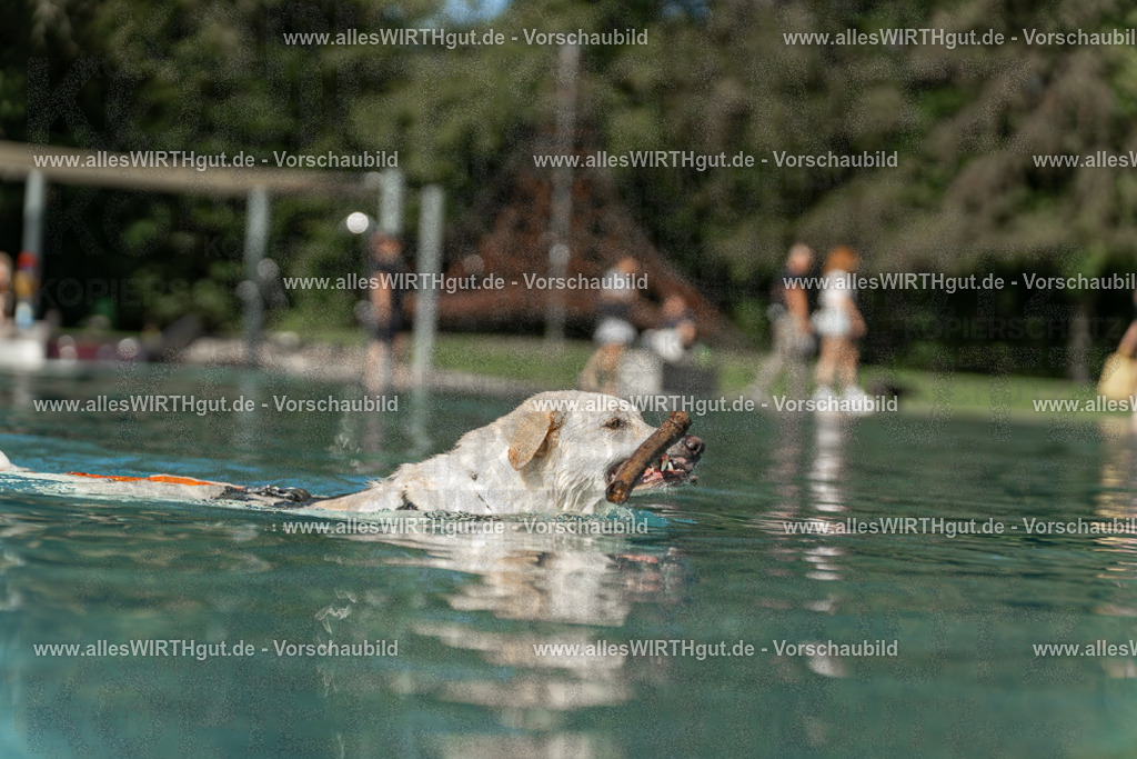 Hundeschwimmen_Volksbad_2026-allesWIRTHgut_Tierfotografie-2609061546-7R501830 | Professionelle Tierfotografie in Mönchengladbach von Daniel Wirth (allesWIRTHgut). Liebevolle & natürliche Bilder von Hunden & Katzen für unvergessliche Erinnerungen.
