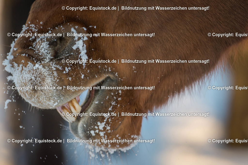 TS_20170106_Pferdenase_Schnee_0001 | Foto: Thomas Hartig