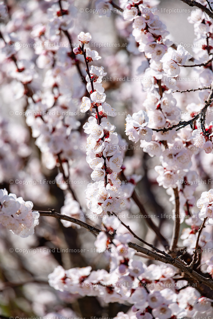 Wachau 04042025 _ Fred Lindmoser-6931 | Fotos und Fotoprodukte - Realisiert mit Pictrs.com