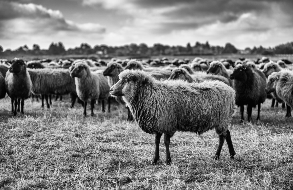 wanderschaefereien-schleswig-holstein-018 | Fjordlandschafe im Pferch in der Braderuper Heide auf Sylt. - Realisiert mit Pictrs.com
