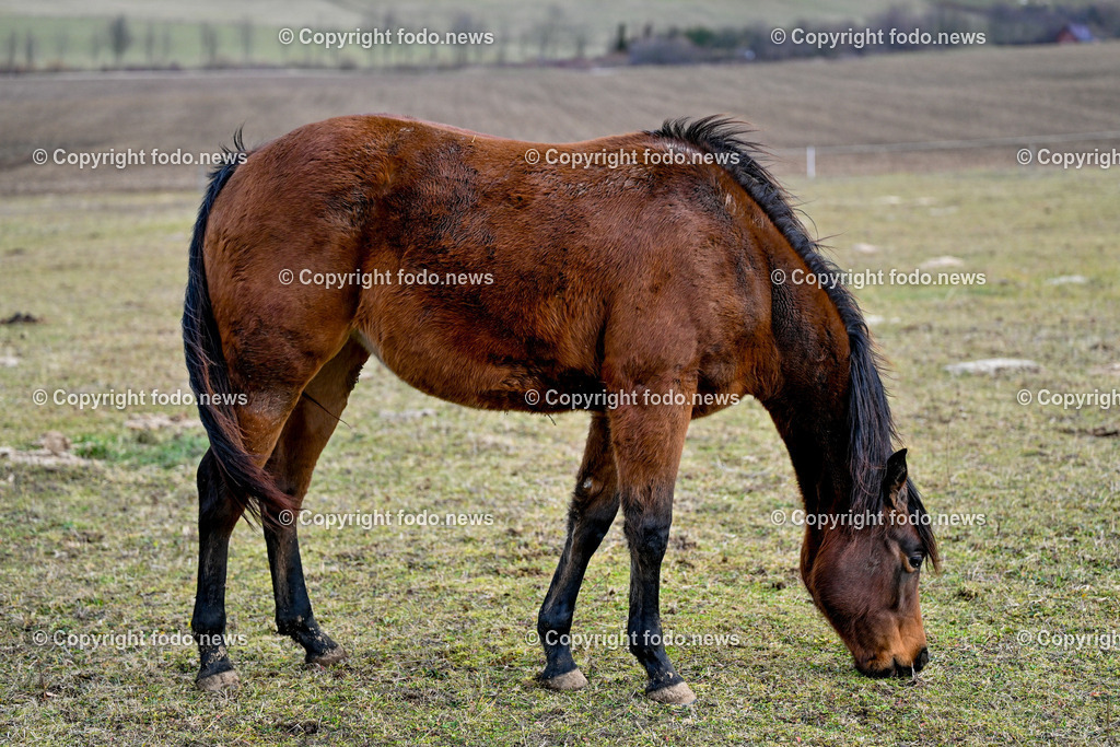 Pferde_ 29.12.2024-46 | 29.12.2024, Rajec, SVK, Themenbild, Pferde, im Bild Pferd, Pferde, Stute, Hengst, Fohlen, Quarter Horse, Ranch, Weide, Hof, Wiese, Stall, Nutztier, Tier