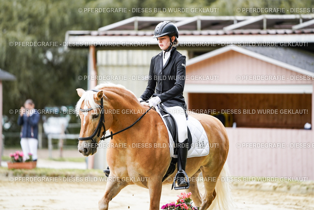 DSC04478 | Pferdegrafie