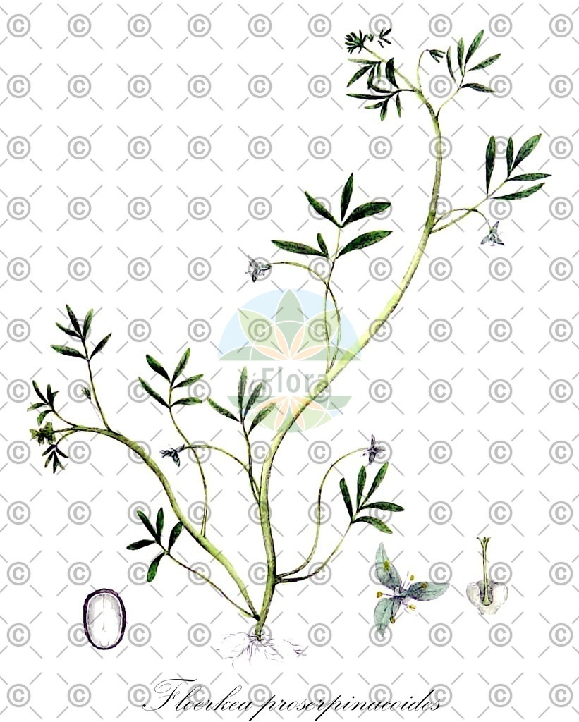 HistAbb_wfo-0000075035_2_ENZY_Simple | Historische Abbildung von Floerkea proserpinacoides - Limnanthaceae | Historical Illustration of Floerkea proserpinacoides - Limnanthaceae (false mermaid)