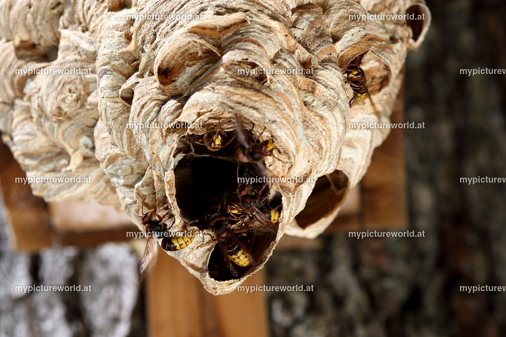 Hornisse-059 | Das Bilderarchiv über Tiere, Planzen und Landschaften. In der Bilddatenbank finden Sie ein große Auswahl an hochwertigen Bilder für Ihre Werbung - Realisiert mit Pictrs.com
