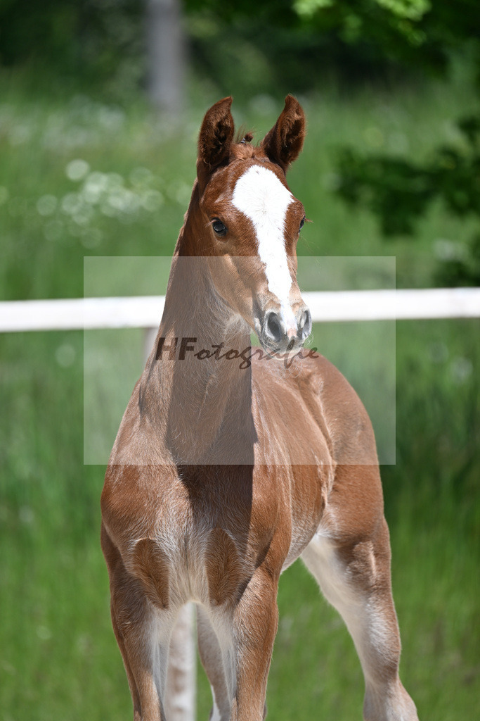 Esmeraldo x Comte_HF_Knott_10250469 | hf-fotografie - Realizzato con Pictrs.com